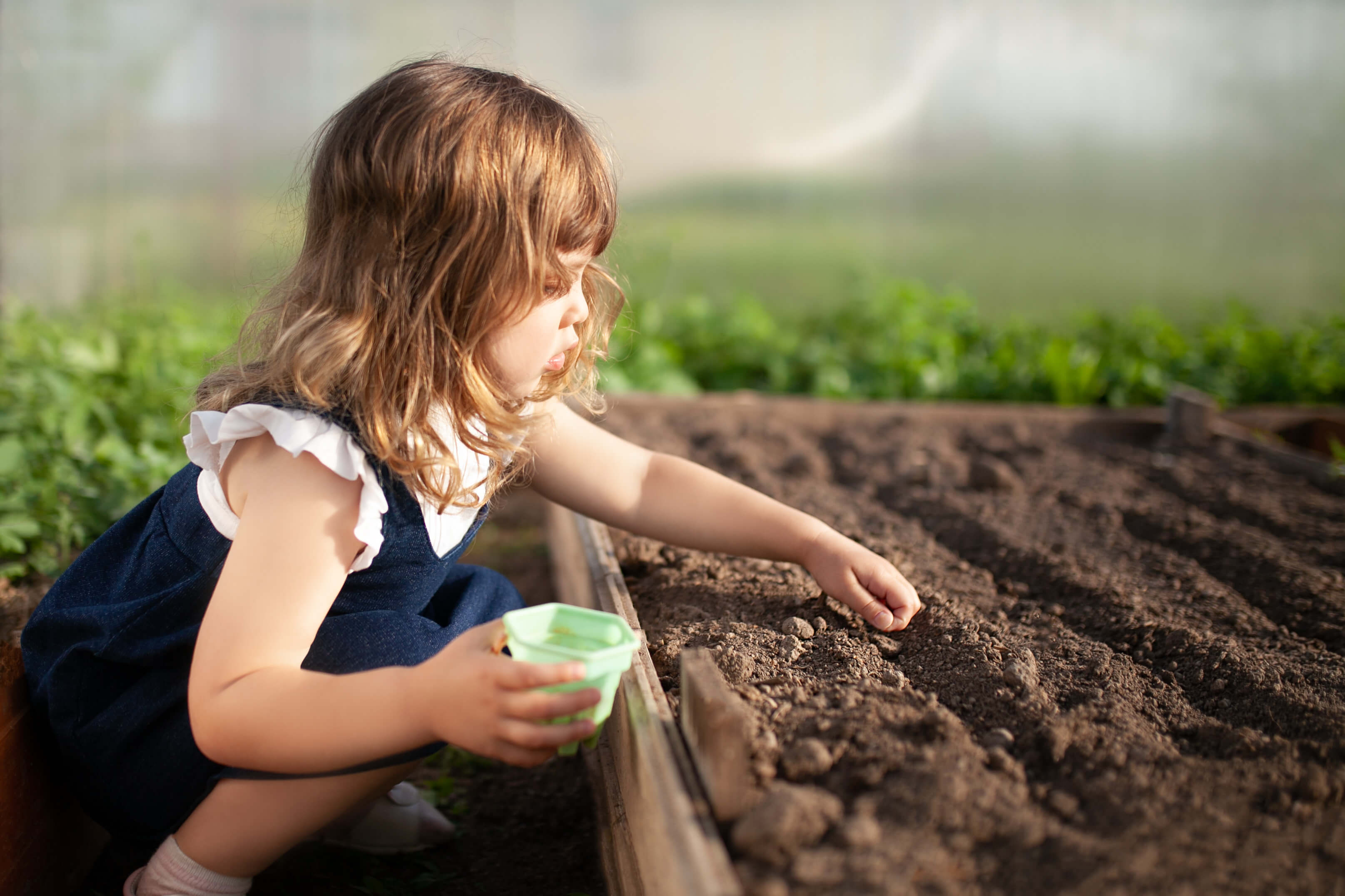 Gewächshaus für den Kindergarten Kleines Maedchen pflanzt Samen in die Erde im Gewaechshaus Kleines Maedchen pflanzt Samen in die Erde im Gewaechshaus